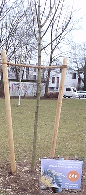 Spitzahorn mit Gedenktafel